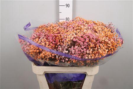 Gypsophila overig kleurbehandeld H%