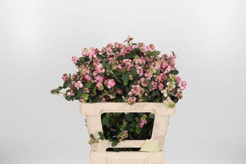 Symphoricarpos Magical Melody (decor)