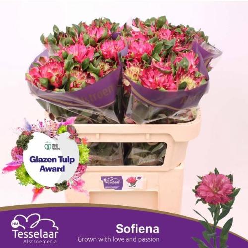 Alstroemeria Sofiena
