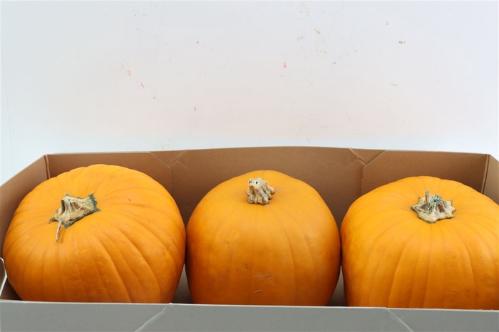 Cucurbita pepo