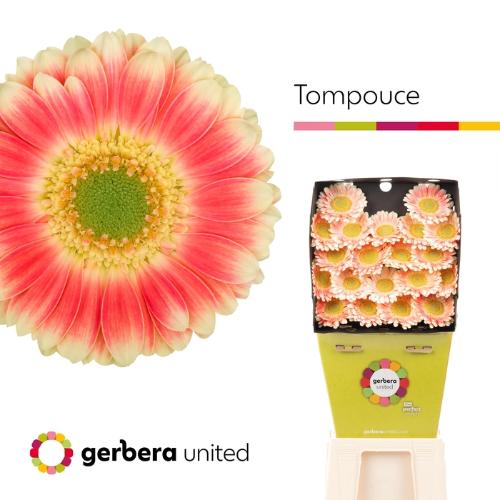 Gerbera mini 'Tompouce'