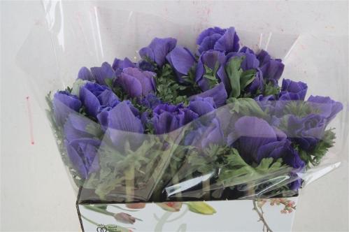 Anemone coronaria 'Mistral Plus Dark Blue'