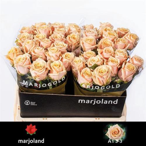 Rosa grootbloemig Bellini!