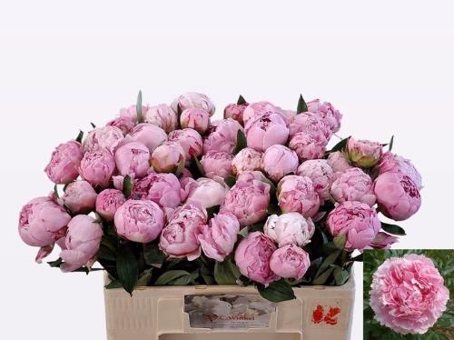 Paeonia Lactiflora Grp 'Sarah Bernhardt'