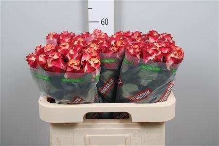 Rosa grootbloemig Chapeau