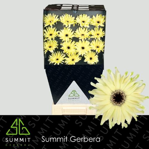 Gerbera mini krulvormig Pastini Spritz