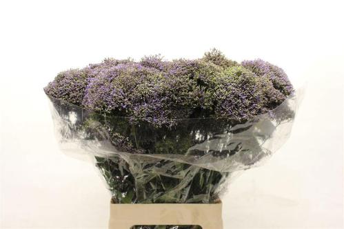 Trachelium caeruleum Blue Shine