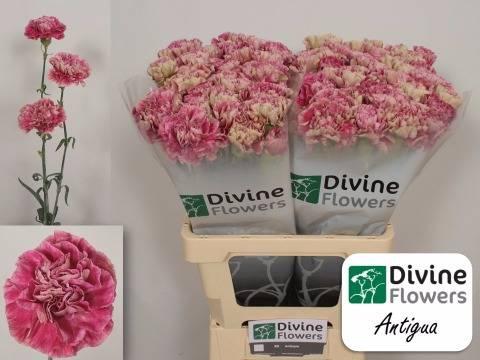 Dianthus standaard 'Antigua'