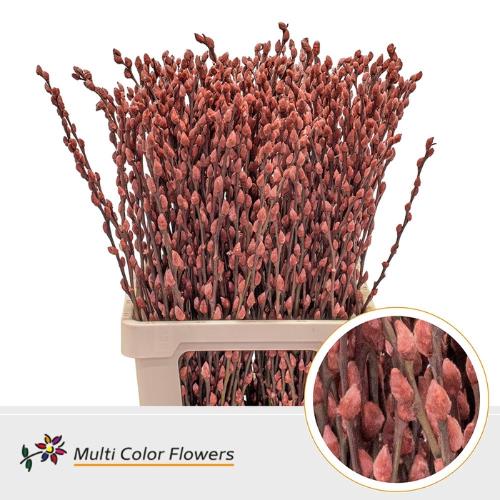 Salix caprea 'Snow Flake' kleurbehandeld H%