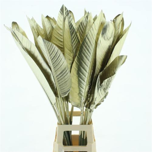 Strelitzia reginae (blad)