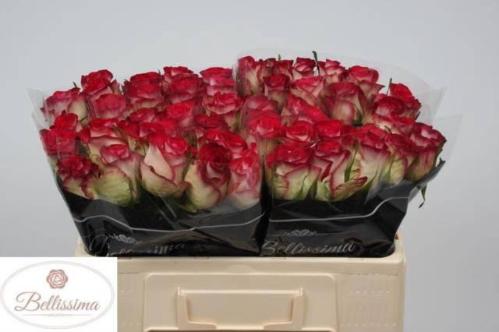 Rosa grootbloemig Carice!