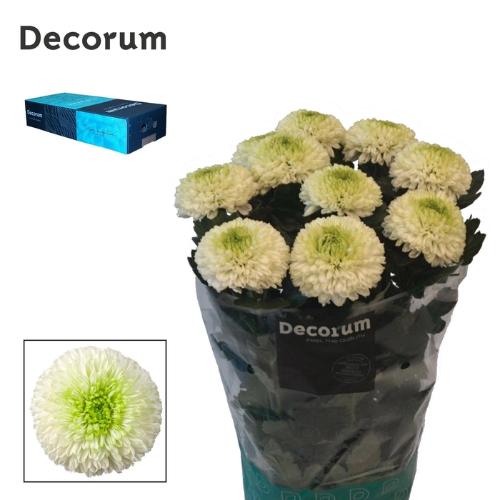 Chrysanthemum (Indicum Grp) geplozen Alibaba