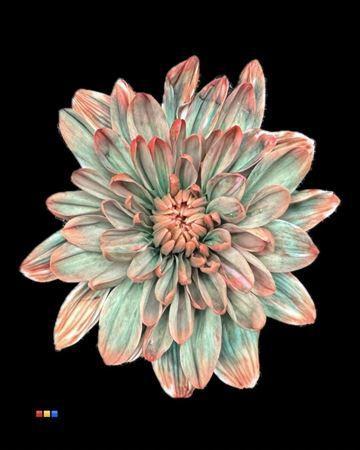 Chrysanthemum Indicum Grp tros kas kleurbehandeld H%