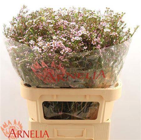 Chamelaucium 'Alouana'