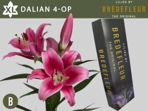 Lilium Oriental x Trumpet Grp 'Dalian'