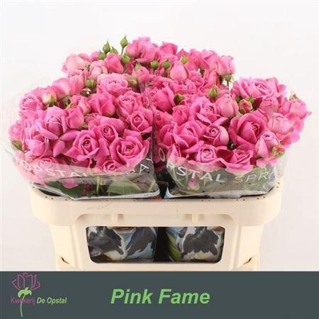 Rosa tros Pink Fame