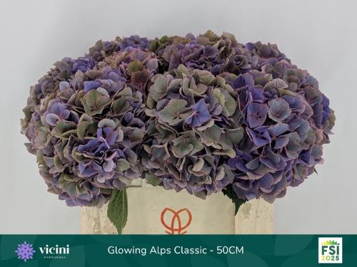 Hydrangea macrophylla Glowing Alps (paars classic)