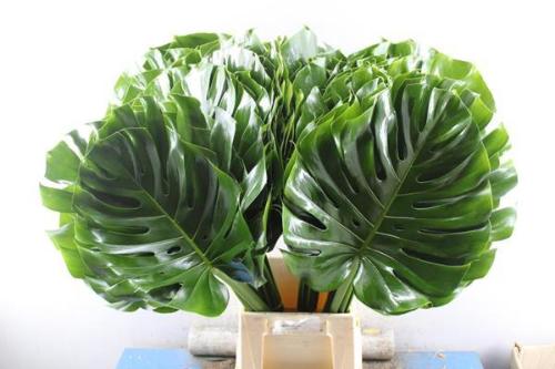 Monstera (blad)