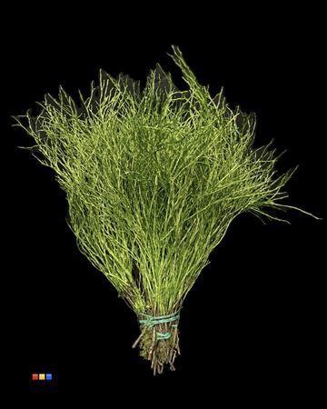 Vaccinium kleurbehandeld H%