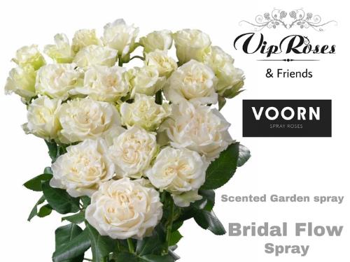 Rosa tros Bridal Flow