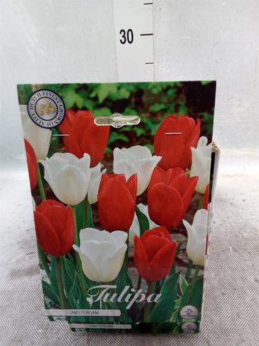 Tulipa (bol)