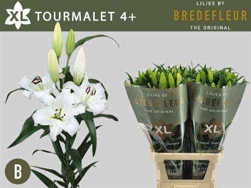Lilium (OT-hybrids Grp) 'Tourmalet'