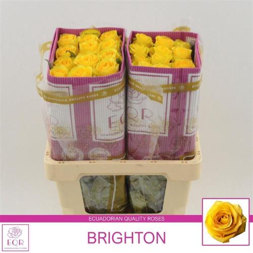 Rosa grootbloemig Brighton