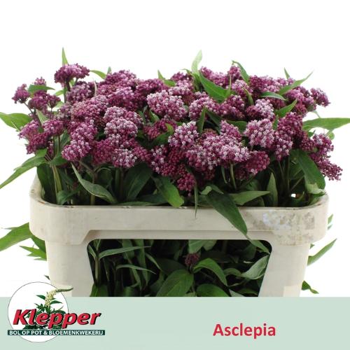 Asclepias incarnata 'Soulmate'