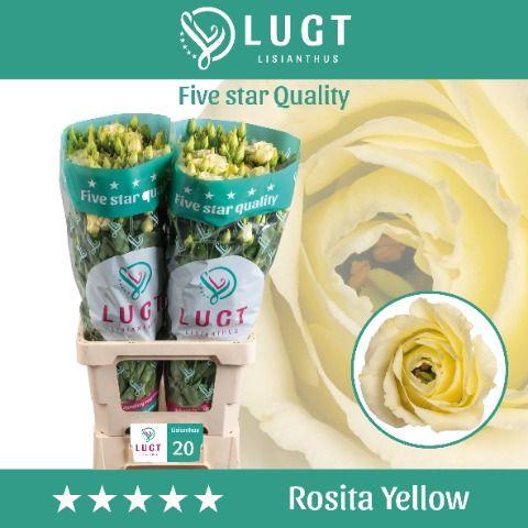 Eustoma russellianum gevuldbloemig 'Rosita Yellow'