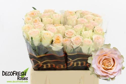 Rosa grootbloemig Brinessa