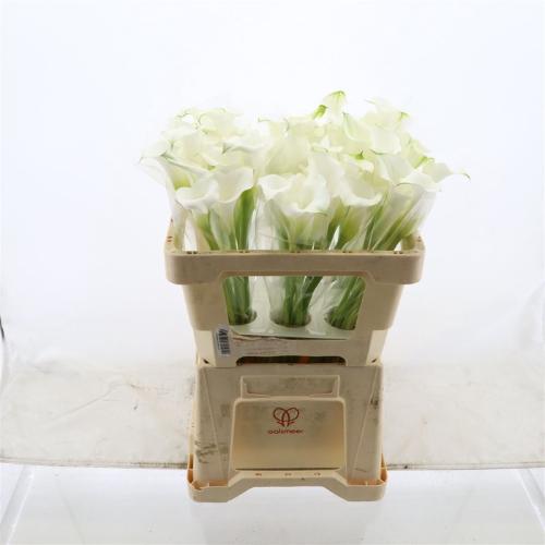 Zantedeschia White Mambo