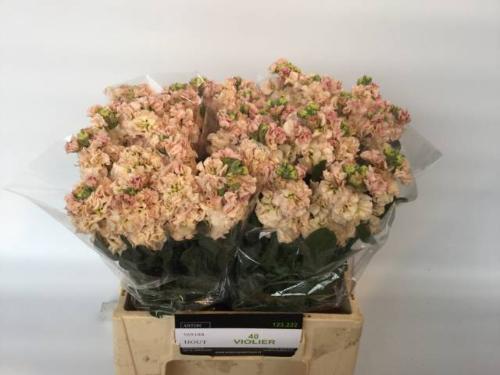 Matthiola incana 'Impala Apricot'