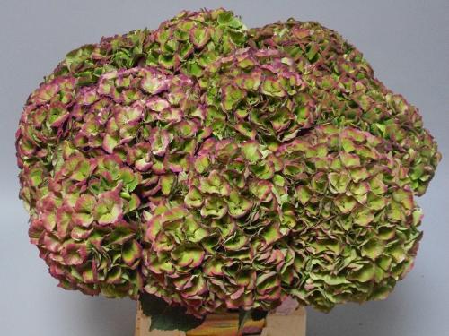 Hydrangea macrophylla Magical Opal (classic)