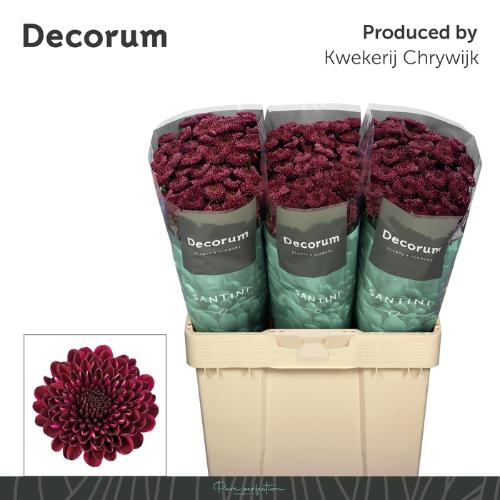 Chrysanthemum (Indicum Grp) tros santini Jinda Red