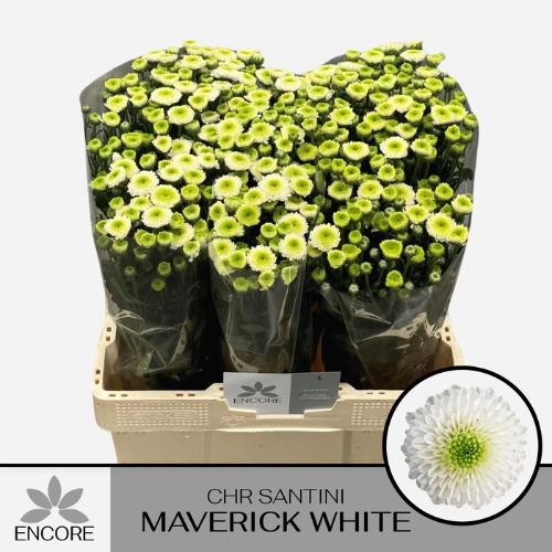 Chrysanthemum (Indicum Grp) tros santini Maverick