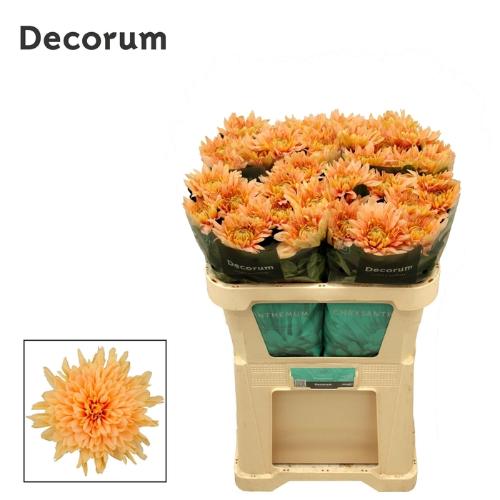 Chrysanthemum (Indicum Grp) geplozen Kalimba Salmon