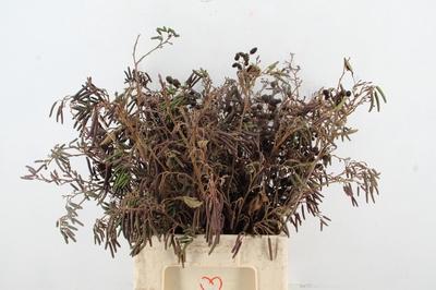 Decoratiegroen overig per bos