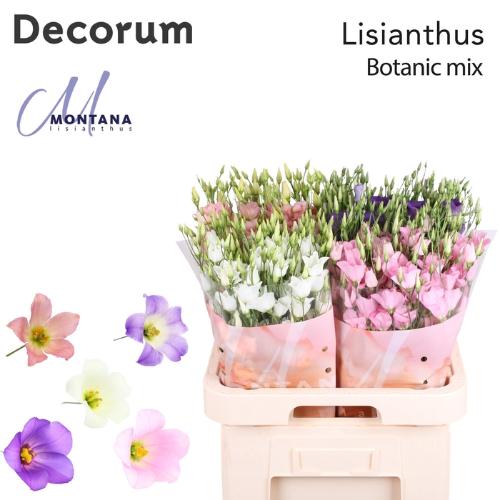 Eustoma russellianum enkelbloemig overig