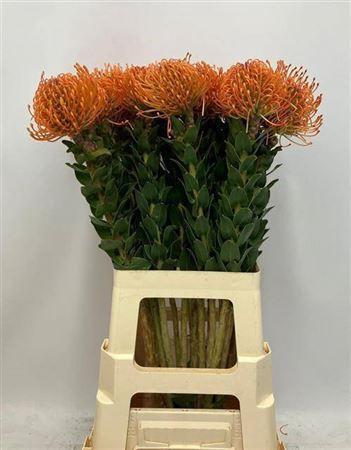 Leucospermum Ayoba Mandarin Zest