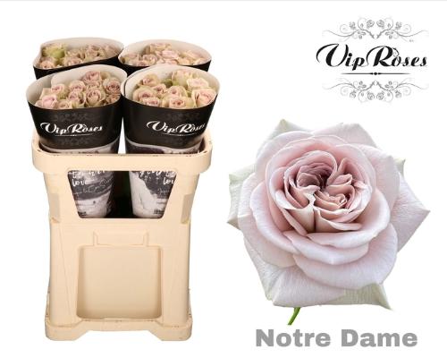 Rosa grootbloemig Notre Dame+
