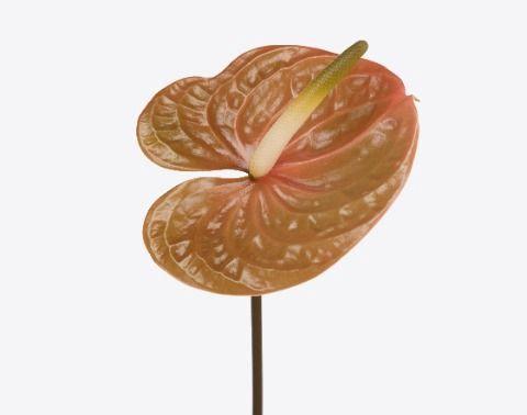 Anthurium (Andreanum Grp) 'Prestige'