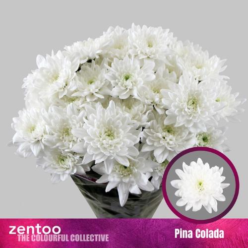 Chrysanthemum Indicum Grp tros Olaf