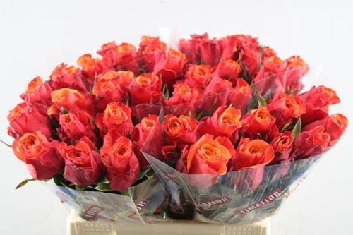 Rosa grootbloemig Espa