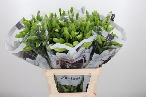 Lilium Longiflorum x Aziatische Grp 'Litouwen'