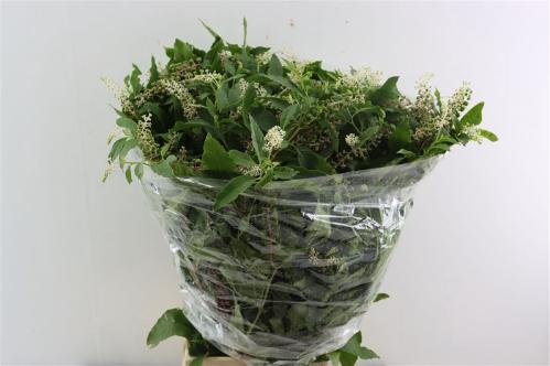 Decoratiegroen overig per bos