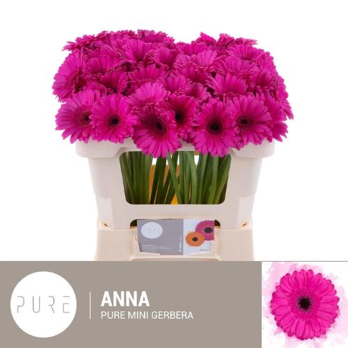 Gerbera mini Anna