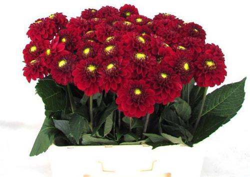 Dahlia 'Red Fox'