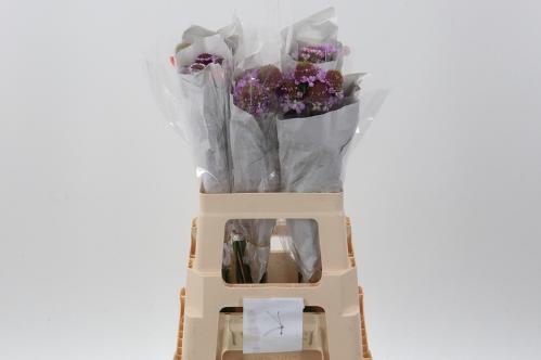 Scabiosa atropurpurea Focal Scoop Lilac