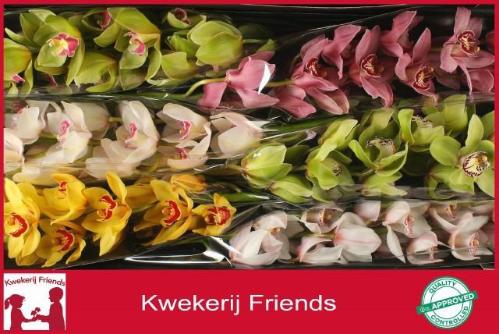 Cymbidium grootbloemig per tak gemengd