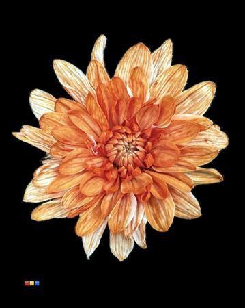 Chrysanthemum Indicum Grp tros kas kleurbehandeld H%